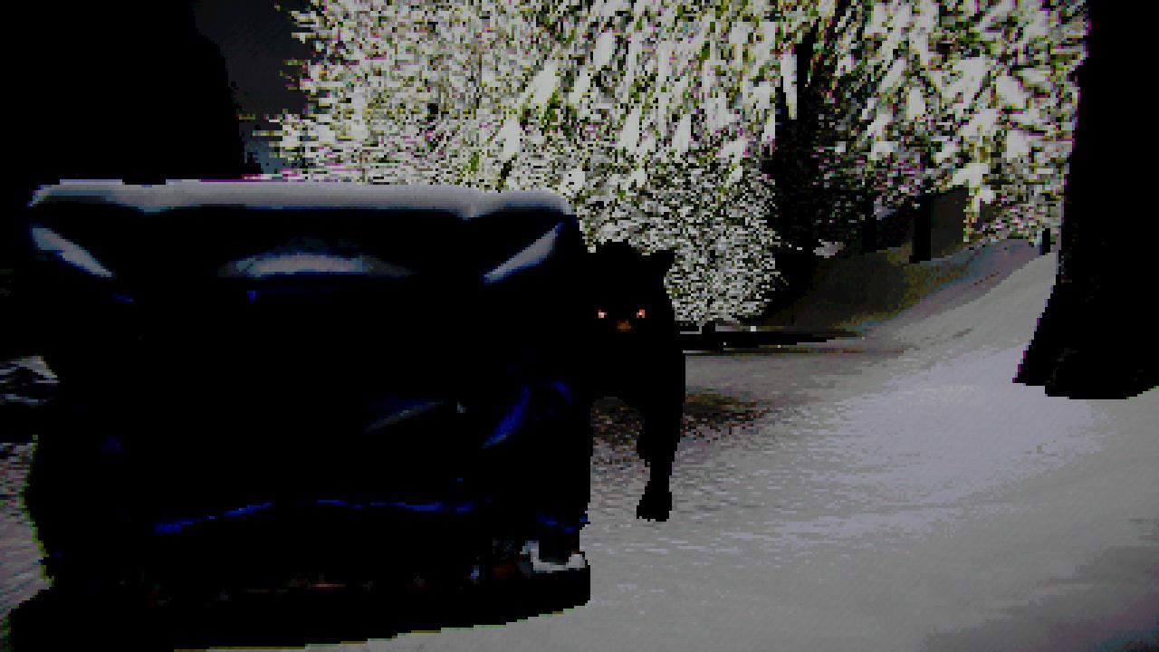 A large black bear in the Labrador wilderness.